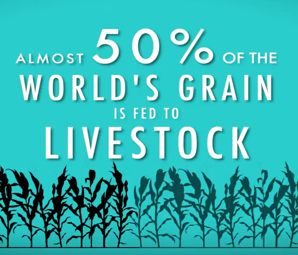 Statistic: 50% of world's grain fed to livestock.