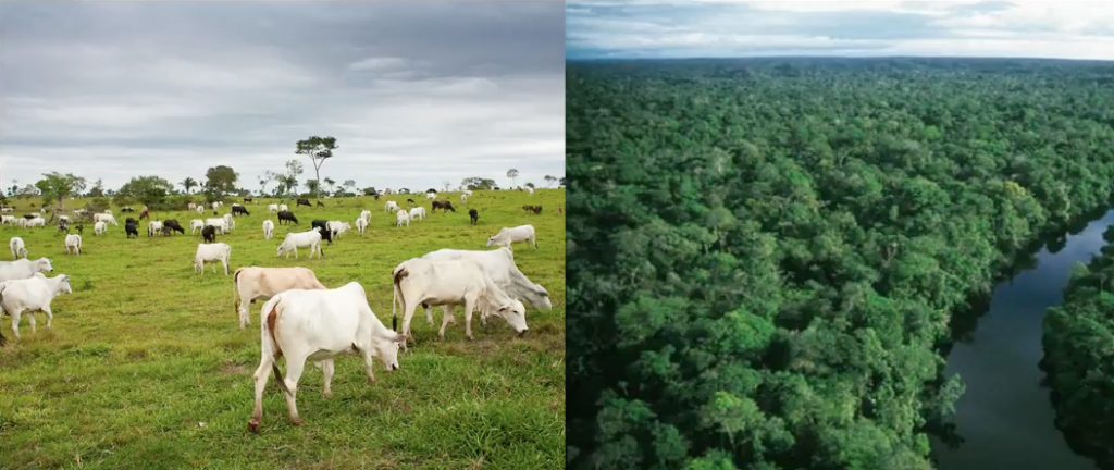 cows grazing on land, split screen with lush forest.