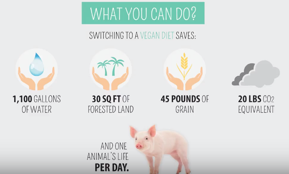 What you can do - follow a vegan diet.